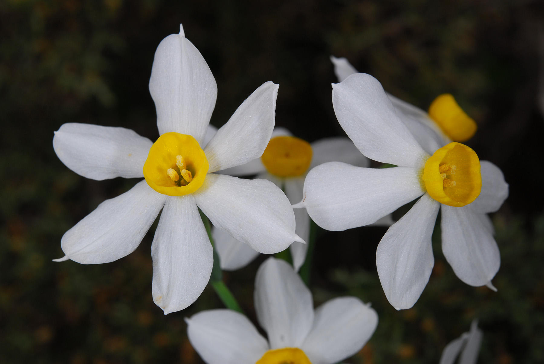 Narcissus tazetta CSC 3617